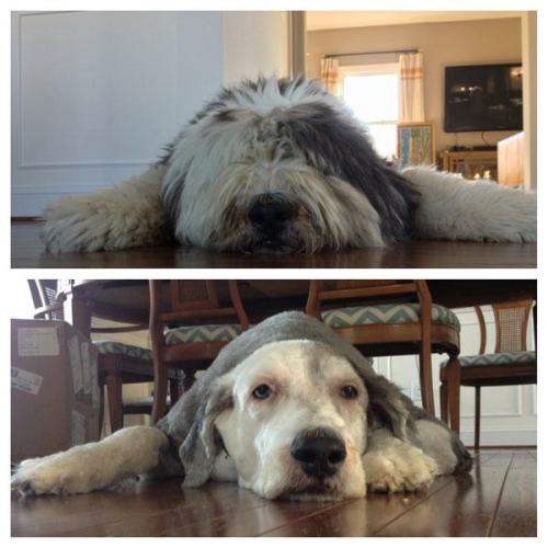 pleatedjeans:  18 Dogs That Got Appearance-Altering Haircuts 