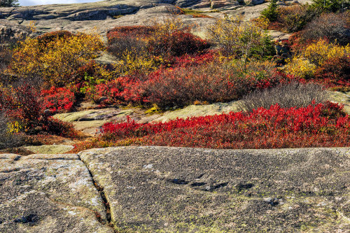 Rock Gardens Acadia National ParkMinolta MD 35-70mm lens on Sony A7