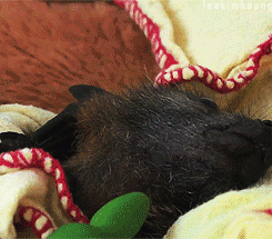 mclennonlovers:  typicalwelshnonsense:  some-kind-of-shane:  ptrpvn:  i wana cry     An unreasonable amount of people don’t find bats adorable.  I was expecting to see the “One is not like the other” comment. 