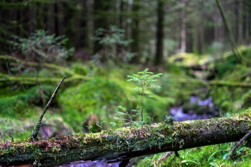 stephenearp:At the bottom of the valley