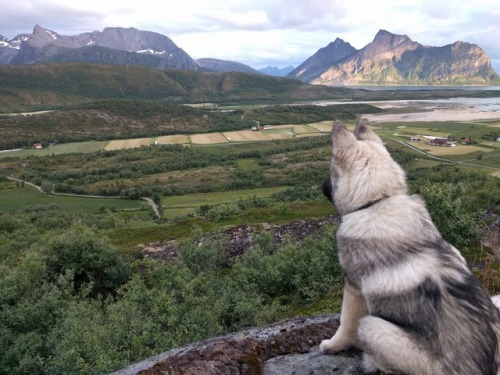 endless-puppies:Meet Balder, the six month old Norwegian Elkhound