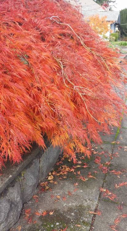 fall colors seen on today’s walk &lt;3. Aren’t japanese maples so pretty? :3