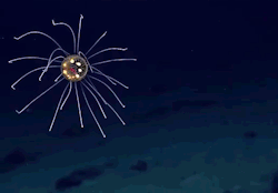 strangebiology:  This is a Jellyfish found in the Mariana Trench by the National Oceanic and Atmospheric Administration this week. The name is Hydromedusa.
