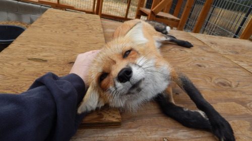 The many facial expressions of vulpes vulpes; foxes show their love and affection in many ways, thei