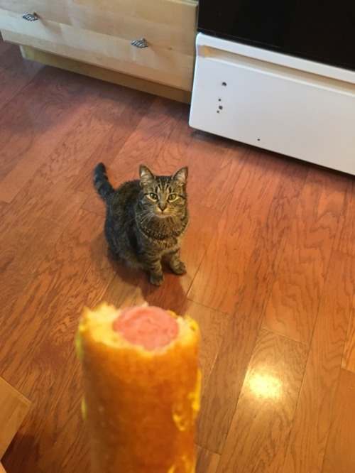 No you may NOT have my corn dog