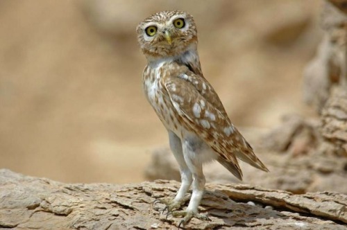 elizawilczka:  First owl is a a fake doll and the rest are adults