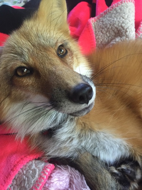 favourablefox: only the cutest red fox in the world (besides kodathefox obvs) What a sweet little fo