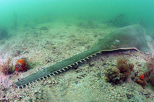 Sawfish are sometimes called “carpenter sharks”, but they are actually members of t