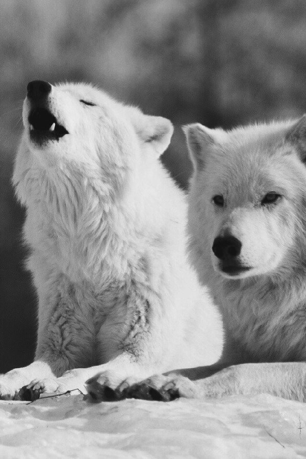 WOLVES 