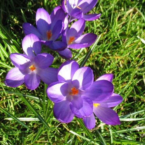 Some #crocuses In The #sunlight In #Westfalenpark #Dortmund See Http://blog.sebrem.de/?p=985 For The