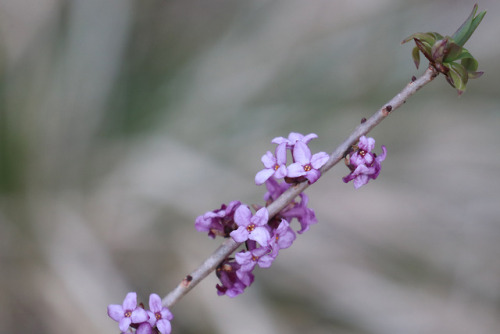 Mezereum/tibast (Daphne mezereum).