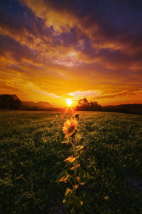 john-noe: I had a dream