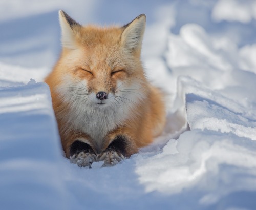 beautiful-wildlife:Snow Bed by Barb D'ArpinoThis Red Fox found a sunny spot not shaded by the trees 