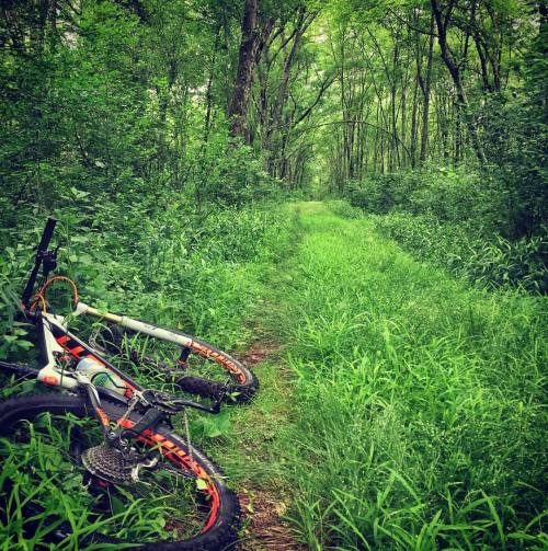 noreasterbackcountry: I’m somewhere in the woods following a strange trail. Must be Exploration Frid
