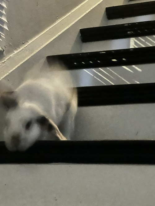 Sneaky Bun Thought She Could Escape To The Upstairs When She Knows Shes Not Allowed To.