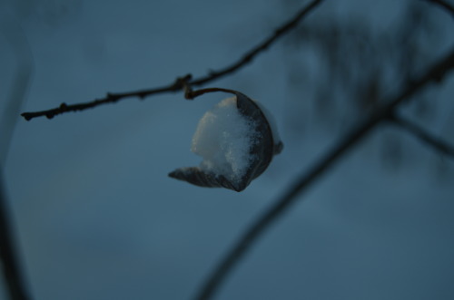 Evening in the woods.