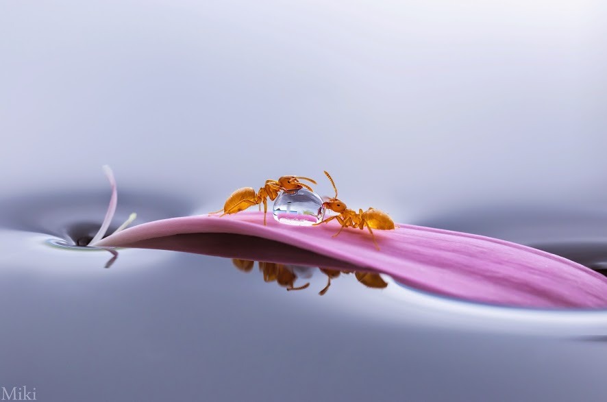 funnywildlife:  Share by Miki Asai