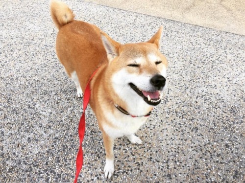 Good weather today!いいお天気#柴 #柴犬 #赤柴 #shiba #shibaken #shibainu