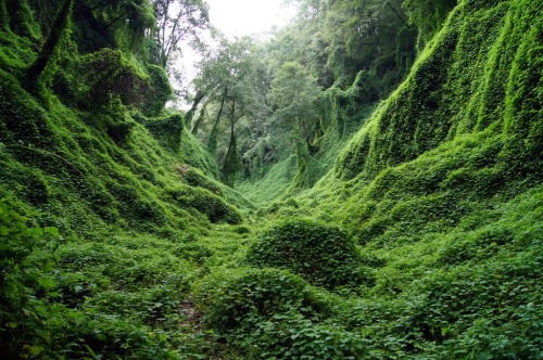 capacity:Living in a house like this would make me so happyThis is called KUDZU. People hate it! Eve