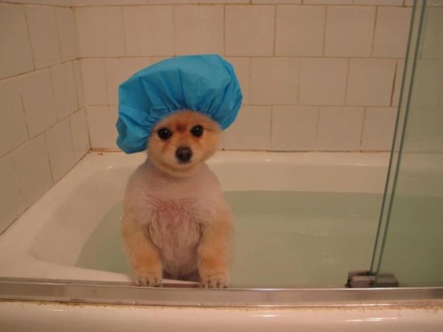 kaysnicolee:  christmastoaster:  i am ready to bathe, human   I didn’t expect to laugh this hard