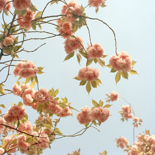 bobbycaputo:  Spring Has Sprung New York City-based photographer Darcy Rogers makes lovely, sweet images of oceans, beaches, spaces and personal objects in square format. She’s also been photographing blossoming branches in spring sunlight. Her series,