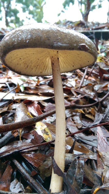 While the rain causes chaos in the rest of the city, the mushrooms seem to be enjoying it.