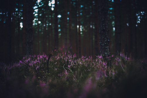 eetuahanen:  Calluna Vulgaris 