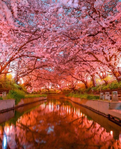 pangeen:  “ Cherry blossom trees in Motoarakawa