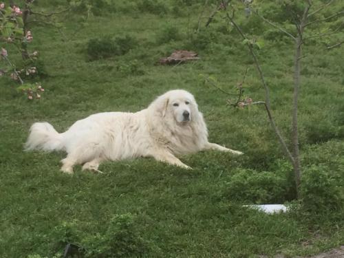 doggos-with-jobs:Aspara”Gus” guarding the Orchard from the ravages of the wild bunnies