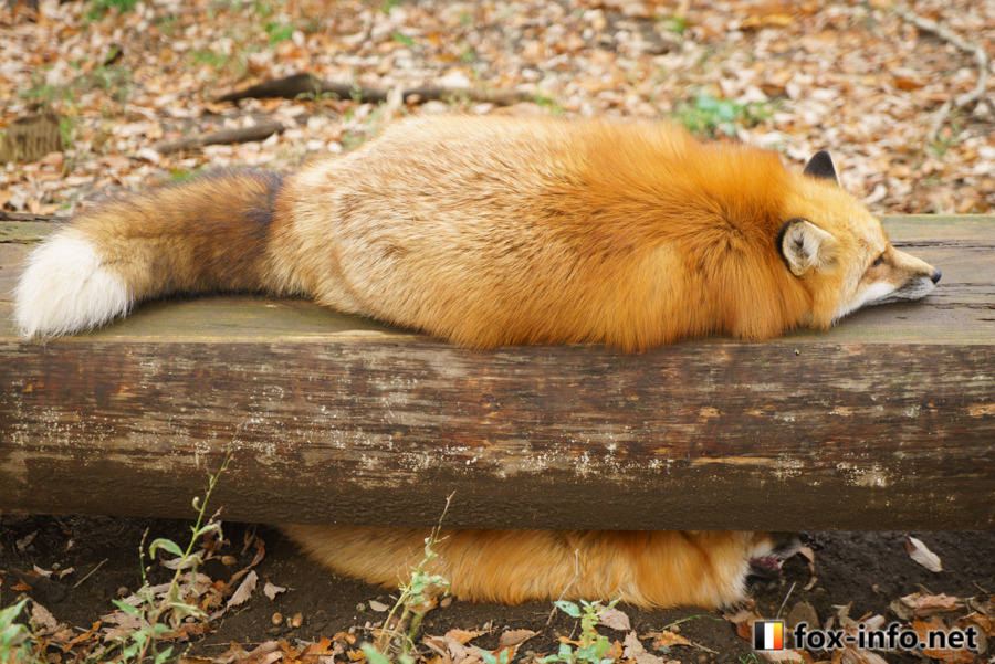 everythingfox:fox loaf