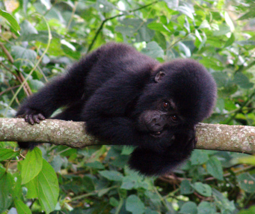 justanotheranimaladdict:  Baby Mountain Gorilla (Uganda) | animal blog | photo credit