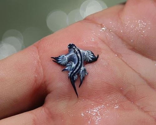 protectoursharks: Glaucus Atlanticus or the Blue DragonThese cuties can deliver a powerful punch; as