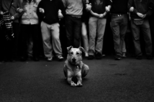 communistswithdogs: Loukanikos the Greek riot dog, forever hounding the police and accompanying