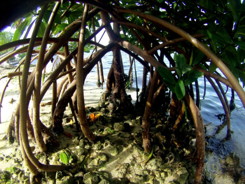 missmarinebio:Mangroves. A family of tree species which are able to filter out the salt from seawate