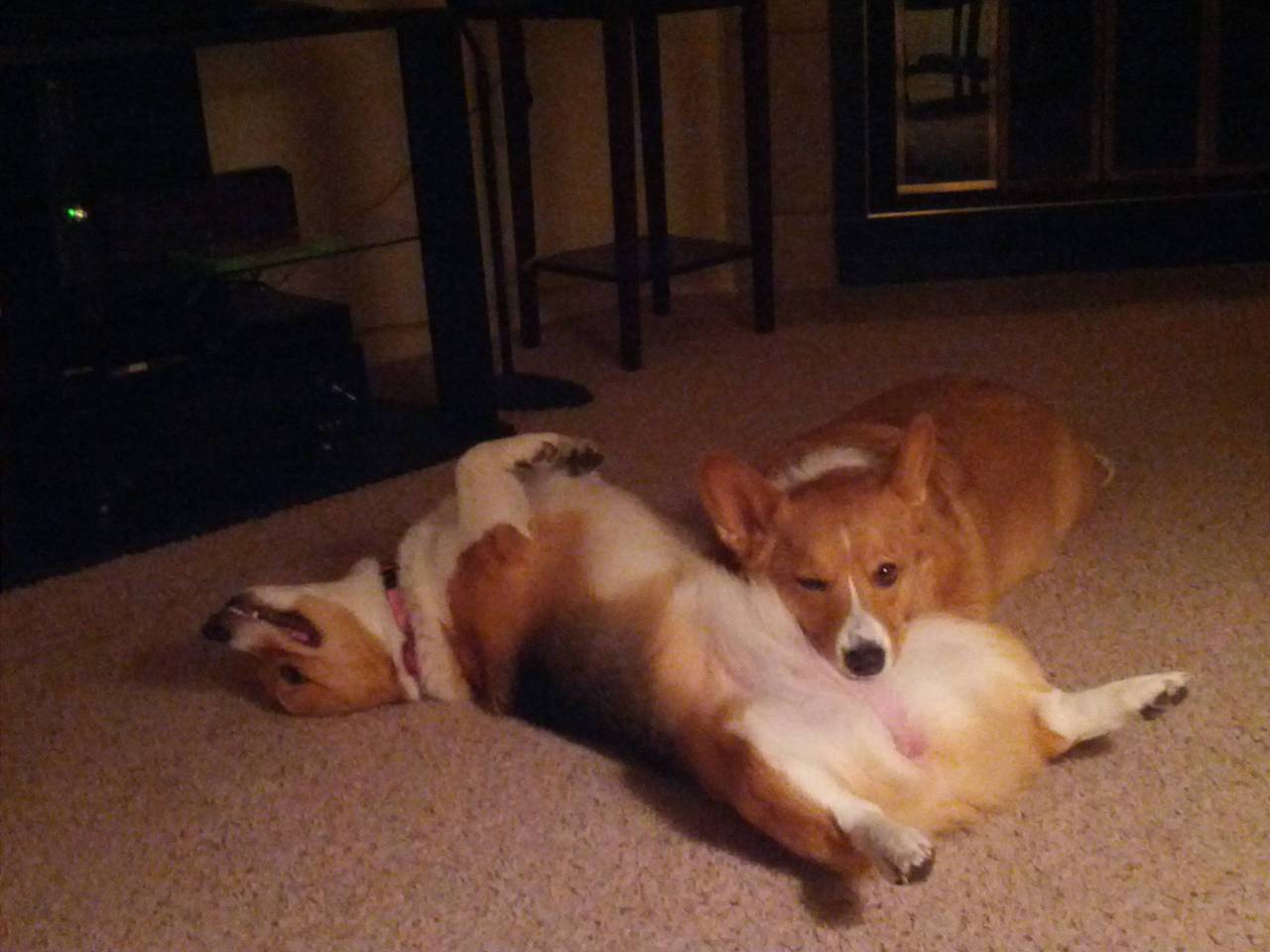 corgasbord