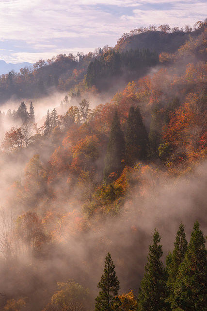 tulipnight:  Somewhere in the Middle by arcreyes [-ratamahatta-] on Flickr.