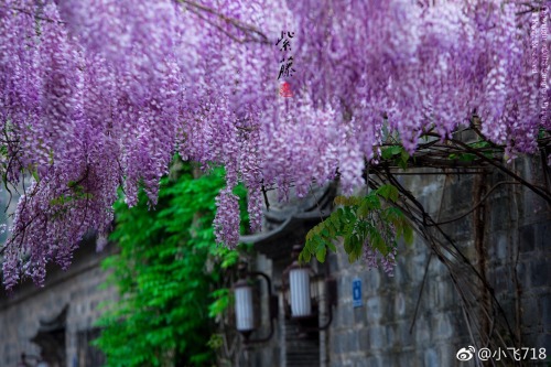 fuckyeahchinesegarden:wisteria blossom in chinese alley by 小飞718