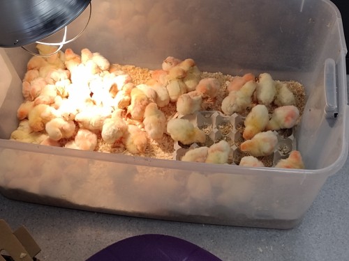 CHICKENS
