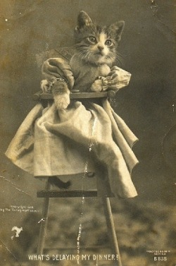 peashooter85:  Kitten in a highchair, 19th century.  Excellent 