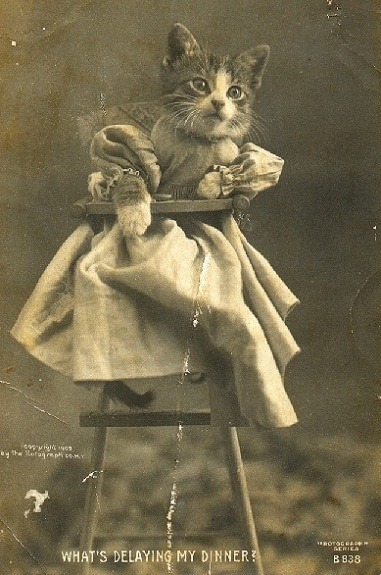 Kitten in a highchair, 19th century.