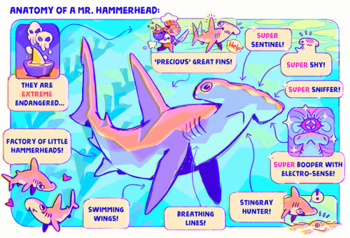 Anatomy of the most shy shark of seas ~
