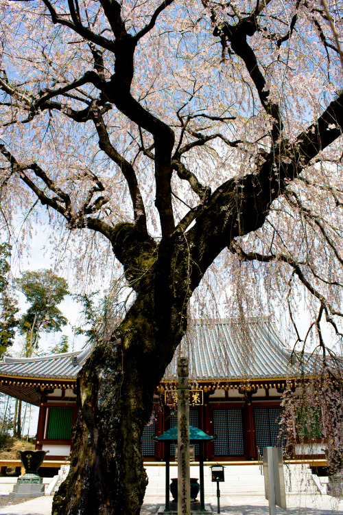 α5 The Giant Weeping Cherry of Jougan TempleBy : Tim(Do not remove credits)