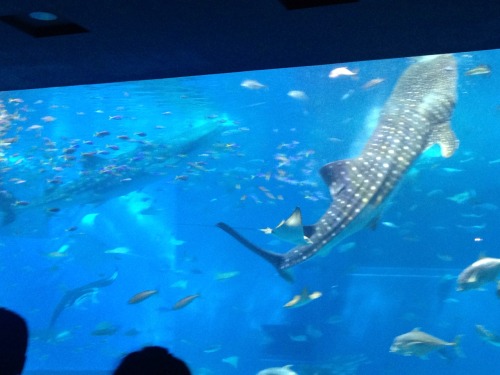 Here are some pictures I forgot to post from the Okinawa aquarium!