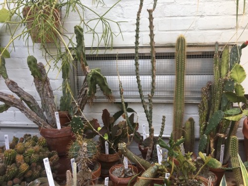peachygoghh:the cacti section at the smith botanical gardens was awesome!!ig: peachy_gogh