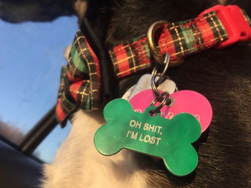 We got this goofball a new tag for his collar because the second we saw it we imagined Grayson sayin