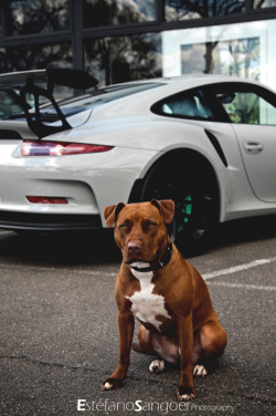 motivationsforlife:  Watch Dog by ESPhotography // Edited by MFL