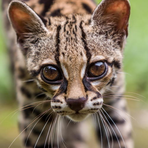 bigcatkingdom: (via Margay by Albert Mendelewski / 500px)