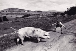 Boy corralling a pig, Ireland, 1963.