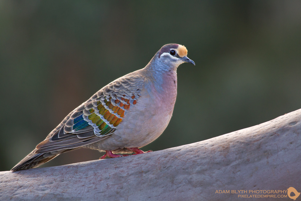 thalassarche:
“ Common Bronzewing (Phaps chalcoptera) - photo by Adam Blyth
”