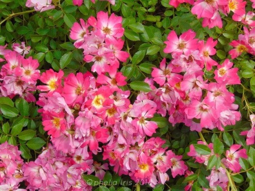 ophelia-iris